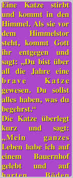 Witz Des Tages Katze Trifft Mause Im Himmel Witz Des Tages Katzen Witze Geschichte Witze