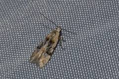 Image result for Altenia scriptella