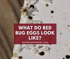 What Do Bed Bug Eggs Look Like And How To Kill Them