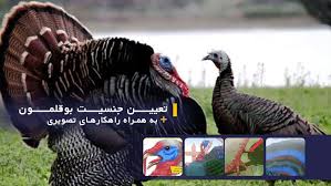 تعیین جنسیت بوقلمون به همراه راهکارهای تصویری تشخیص سن بوقلمون