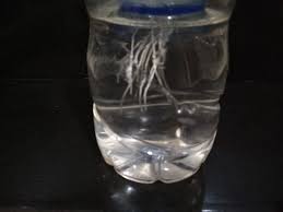 Bagaimana ya cara menyediakan daun bawang yang masih segar dan tidak harus beli di pasar? Allaboutlynns Science Activity Akar Dan Daun Bawang