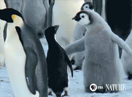 Imagine a lone penguin, proposing to his soul mate with a smooth pebble in his beak and his. Cute Penguin