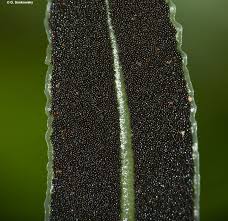 Image result for Elaphoglossum tanganjicense