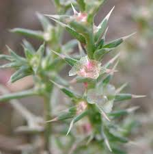 Image result for Salsola