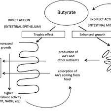 Jul 09, 2020 · possible side effects. Suggested Action Mechanism Of Sodium Butyrate Based On The Results Of Download Scientific Diagram