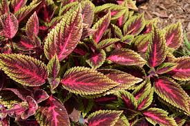 Image result for Coleus rhodesianum