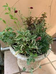 コプロスマの寄せ植えを作りました (*^ω^*) | 小さな小さなお庭で