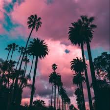 Beautiful galaxy palm trees : 10 Ways To Make Literally Anyone S Day Brighter Palm Tree Iphone Wallpaper Palm Trees Wallpaper Tree Wallpaper Iphone