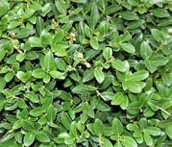 Maybe you would like to learn more about one of these? Ilex Hecke Kaufen Bei Lubera Perfekt Fur Ihr Garten