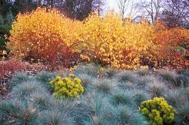 Midwinter fire dogwood shrubs, commonly called bloodtwig dogwoods, are a deciduous shrub with quite interesting foliage, ranging from pale yellow and faint red in spring, with. Cornus Sanguinaria Midwinter Fire Love It With Festuca Elijah Blue Winter Garden Winter Plants Plants