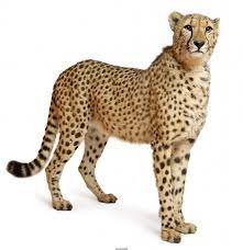 Cheetah Acinonyx Jubatus 18 Months Old Standing Poster Id F33240872 Animals Animal Posters Wild Animals Photos