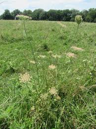 Image result for Apiaceae