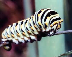 Black And White Striped Caterpillar With Orange Dots Caterpillars Of Northern Illinois