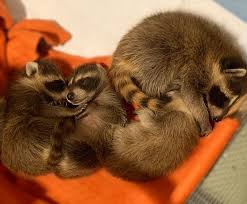 Trapping the Terrible Twos