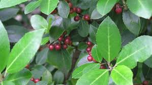 Image result for Rhamnus