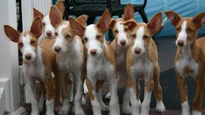 Above you will find the latest afghan hound puppies which we have for sale. Ibizan Hound Price Temperament Life Span