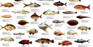 Edible Deep Sea Fish Species Yahoo Image Search Results Sea Fish Aquarium Fish Deep Sea Fishing