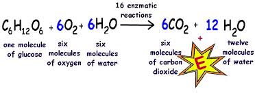 Cellular Respiration Is The Process By Which Food Glucose Is Converted Into Energy Atp For The Cell Cellular Respiration Lecture Molecules