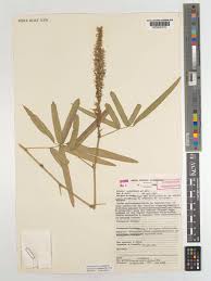 Image result for Uraria picta