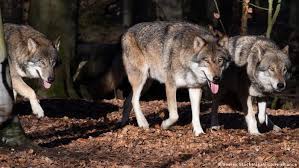 Grey wolf (canis lupus) portrait. Wolves And Livestock Can They Live In Harmony In Germany Germany News And In Depth Reporting From Berlin And Beyond Dw 04 04 2021