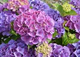 There has been a lot of debate regarding the origins of hydrangeas' name. Hydrangea Varieties For Every Garden Old Farmer S Almanac