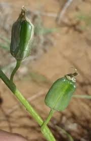 Image result for Dipcadi marlothii