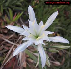 Image result for Pancratium tenuifolium