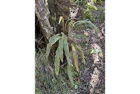 Image result for Elaphoglossum macropodium