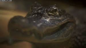 Yarn is the best way to find video clips by quote. Memebase Crocodile All Your Memes In Our Base Funny Memes Cheezburger