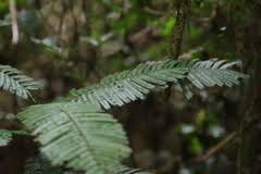 Image result for Newtonia buchananii