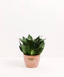 Image result for Sansevieria pedicellata