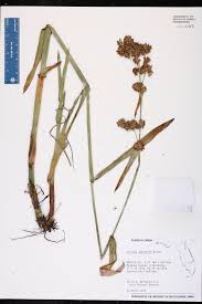 Image result for Fuirena abnormalis