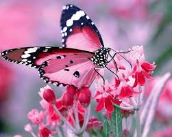 25,000+ vectors, stock photos & psd files. Pin By Laila Jakobsen On Butterflys Butterfly Photos Butterfly Pictures Beautiful Butterflies