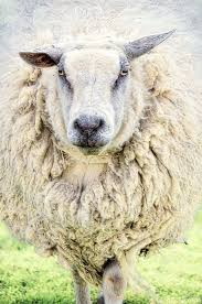 Animal Photography Sheep Versailles Paris Cream Wall Decor Etsy Sheep Art Animal Photography Animal Canvas Art