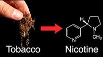 Isolating Nicotine From Worlds STRONGEST Tobacco - YouTube