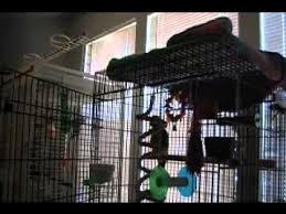 Parrot Sings Let The Bodies Hit The Floor Subtitled Drowning Pool Parrot Hit The Floors