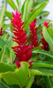 Jul 15, 2021 · the red ginger plant flowers once during its lifetime, and it can take approximately three years to flower. Red Ginger Plant Care And Benefits Greenisher