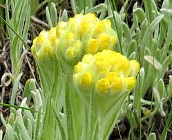 Image result for Helichrysum helvolum