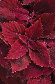 Image result for Coleus melleri