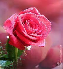 صور ورود متحركة رومانسية 2013 صور وردة حمراء جميله 2013 اجمل صور خلفيات ورود 2013 cute animal videos beautiful wallpapers red roses