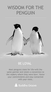 Wisdom From The Penguin Be Loyal Penguins Penguin Pictures Penguin Quotes