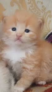  23 Ide Cats Di 2021 Kucing Anak Kucing Gemas Anak Kucing