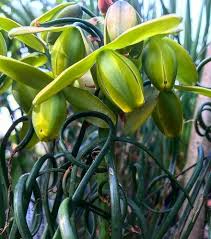 Image result for Albuca nigritana