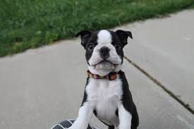 How much do boston terrier puppies cost? Buying A Boston Terrier Puppy Everything You Need To Know Maggielovesorbit Com