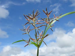 Image result for Cyperus maculatus