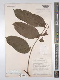 Image result for Sorindeia juglandifolia