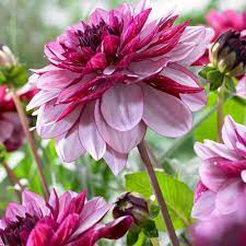 Vikas Nirmal On Twitter Bulb Flowers Growing Dahlias Dahlia Flower