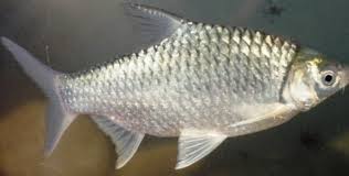 Seperti namanya, ikan mas ini memiliki warna oranye keemasan. Panduan Lengkap Cara Budidaya Ikan Tawes Dengan Mudah Dan Hasil Melimpah Faunadanflora Com
