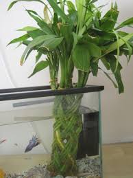 Sans Bambusu Dracena Sanderiana Page 7 Agaclar Net