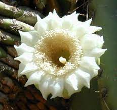 The branches of the saguaro cactus measure between 18 to 24 inches. Arizona State Flower